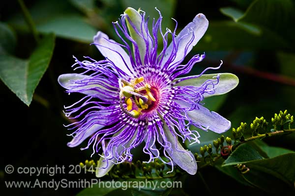 Purple Passionflower